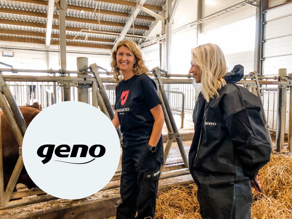 Bilde av en nysgjerrig kalv