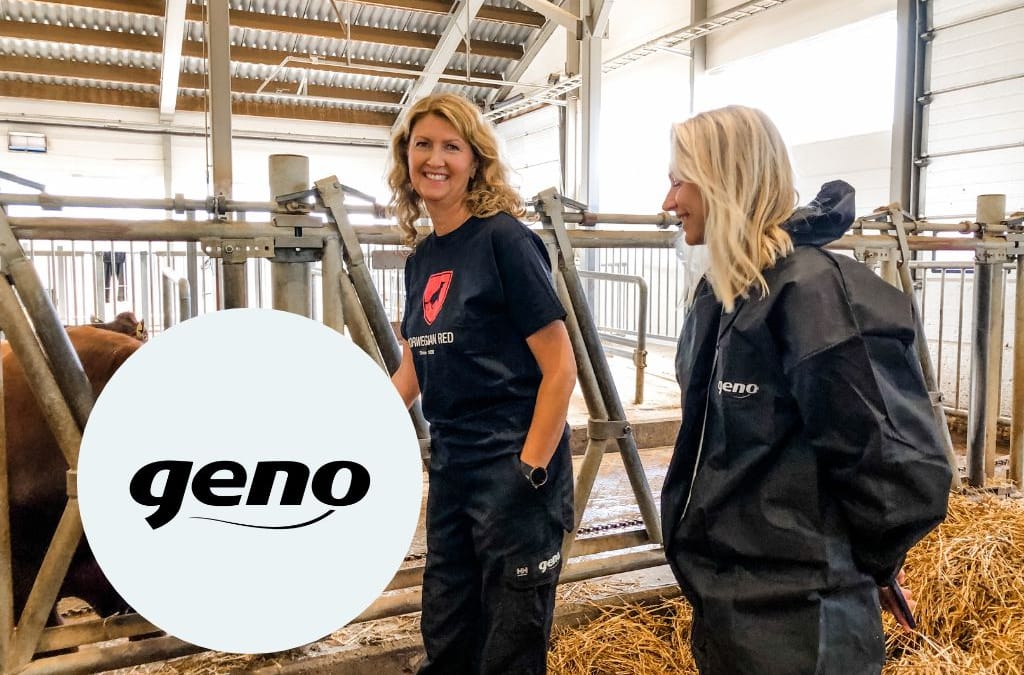 Bilde av en nysgjerrig kalv