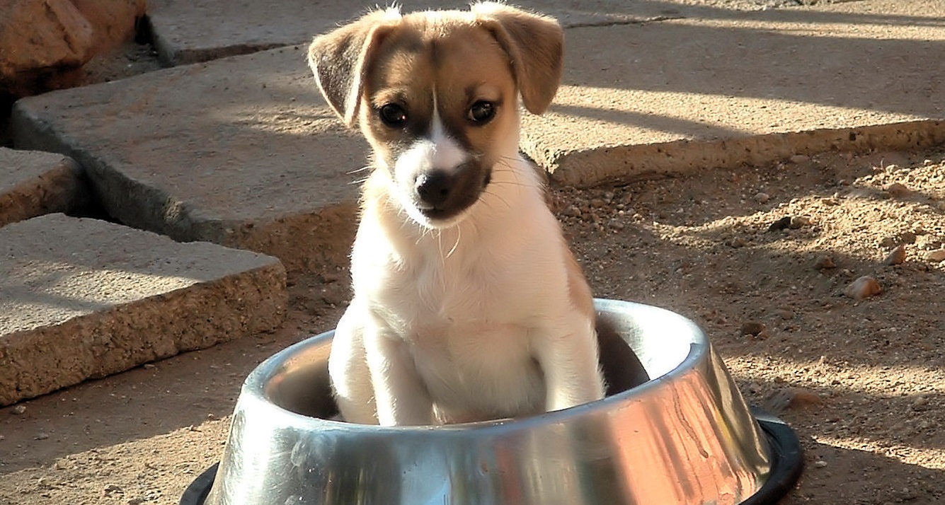 Dog sitting in a food bowl